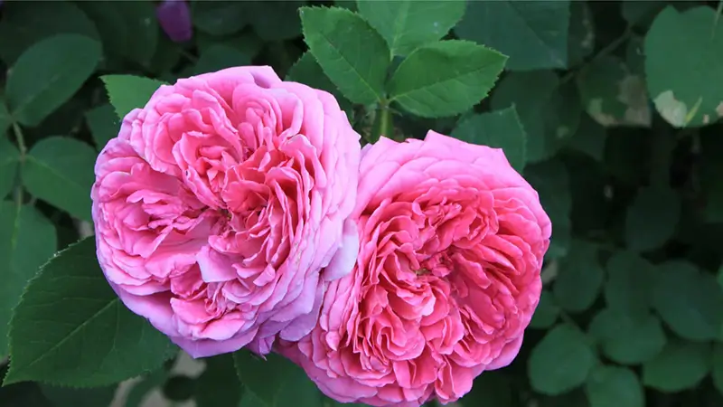 داماسک، یکی از انواع گل رز باغی است.