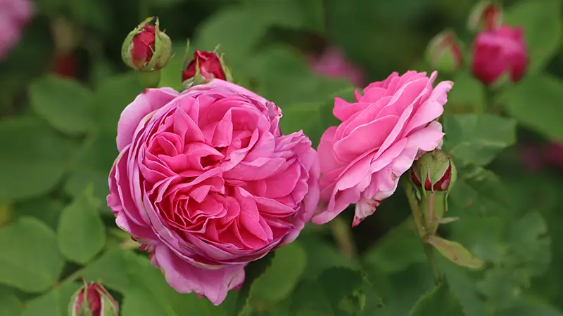 رز بوربن؛ Bourbon Rose یکی از انواع گل رز