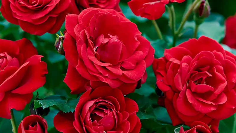 گل رز فلوریبوندا یک گونه‌ گل رز پیوندی است که گل‌هایی با رنگ‌های متنوع و فراوان دارد.