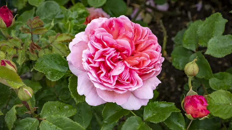 رز سنتیفولیا یکی از انواع گل‌های رز است که به دلیل تعداد زیاد گلبر‌ها به رز کلم یا صدبرگ هم شهرت دارد.