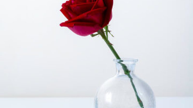 گل رز درون ظرف آب